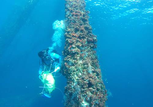 scuba diver swimming along a column covered in coral