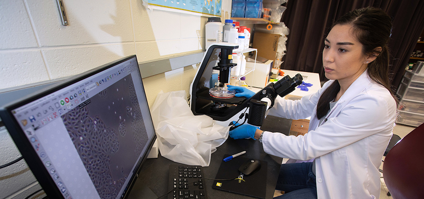 Postdoctoral research fellow Phoibe Renema, Ph.D., takes digital images of cellular cultures as part of an experiment.