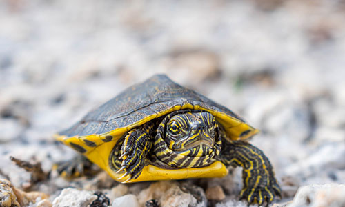 Turtle crawling on the beach