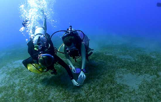 Two people scuba diving.