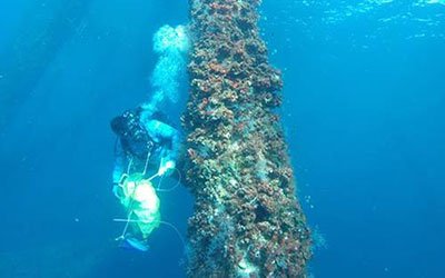 Diver with coral
