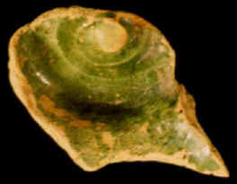 Sample 159 G Saintonge Plain 1MB94 Sample 159 G Saintonge Plain 1MB94