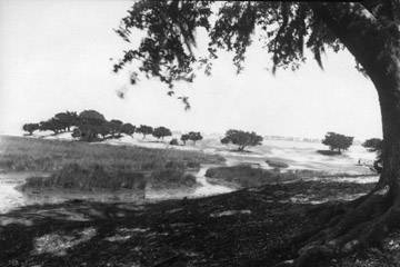 The Dauphin Island Shell Mound The Dauphin Island Shell Mound